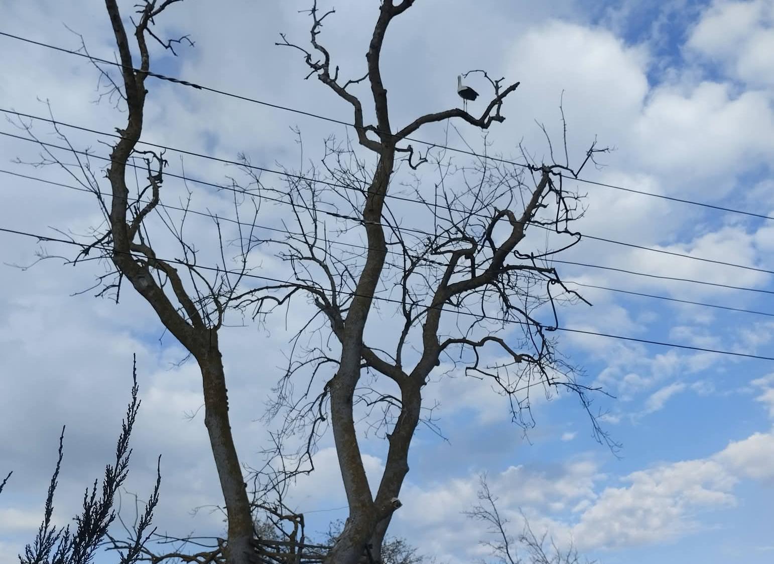 Vatandaş diyor ki YEDAŞ A.Ş. Asli Görevini Hatırla, Bizleri Gör, Görevine DÖN diyor Elektrik Tellerine Zarar verince mi Müdahale edeceksiniz