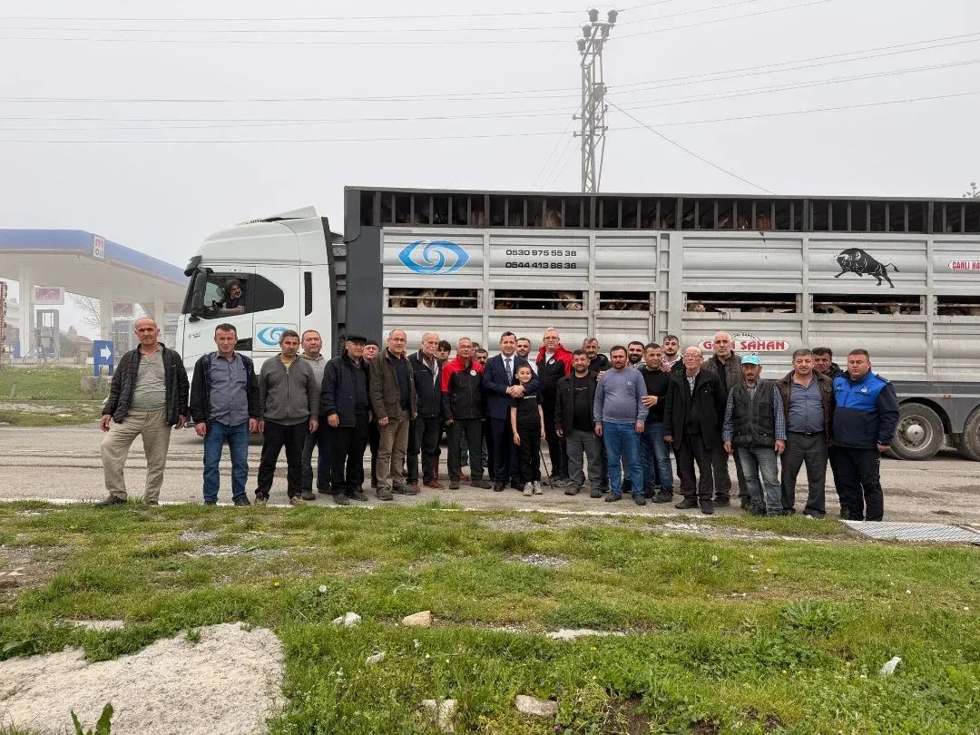 📍 🚛 Alaçam’dan Trakya’ya Kontrollü Hayvan Sevki Devam Ediyor