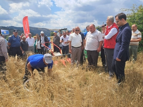 YAKAKENT’TE ORGANİK KAVILCA BUĞDAYI HASADI YAPILDI