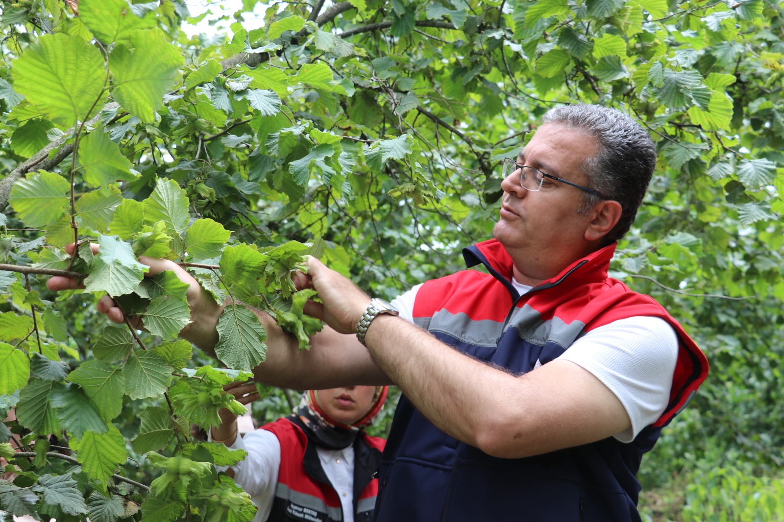 🌰 SAMSUN’DA 2026 FINDIK HASAT VE İHRAÇ TAKVİMİ AÇIKLANDI