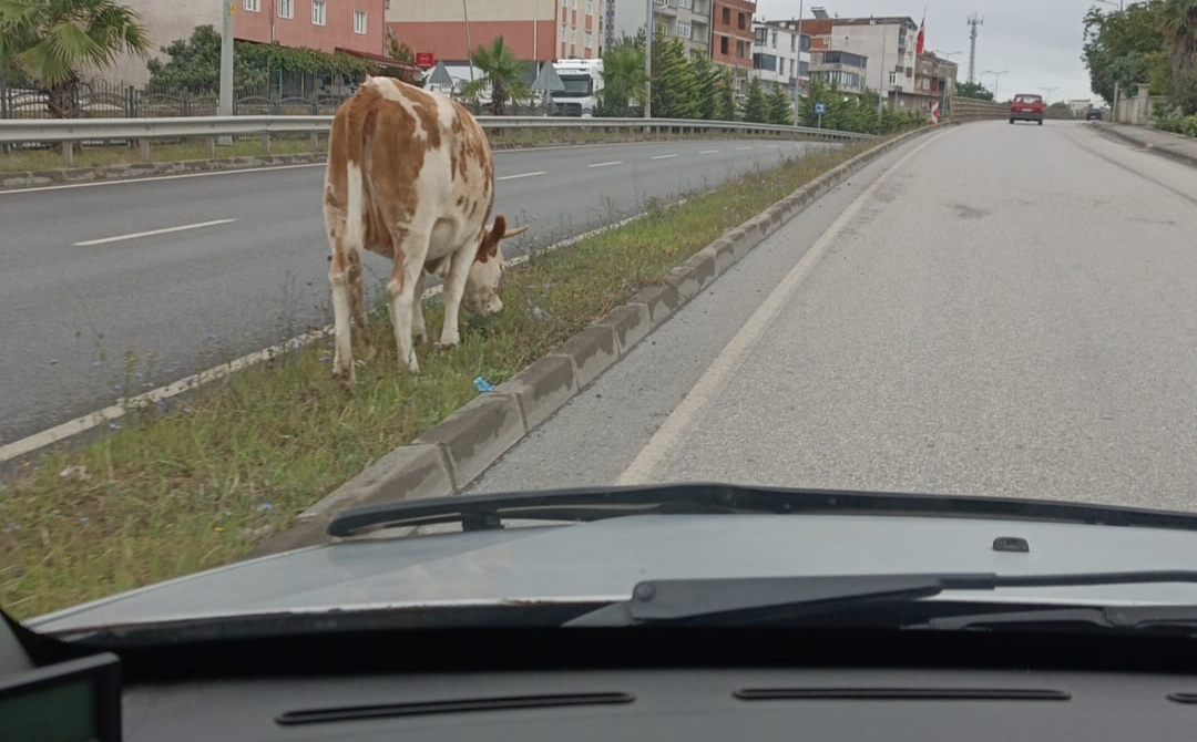 Başı Boş Hayvan Trafiği Tehlikeye atıyor